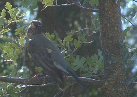 picture of an american robin in a valley oak