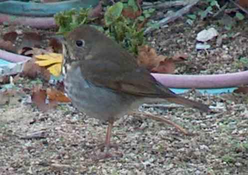 The Hermit thrush uses leaf litter and dense shrubbery.
