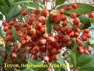 The Hermit Thrush likes Toyon berries.