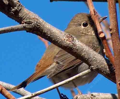 picture of a shy little hermit thrush