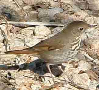 Picture of a Hermit Thrush.