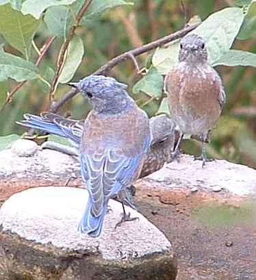 Western Bluebirds at the birdbath