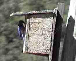 Picture of  a Western Blue bird at its' nest box.
