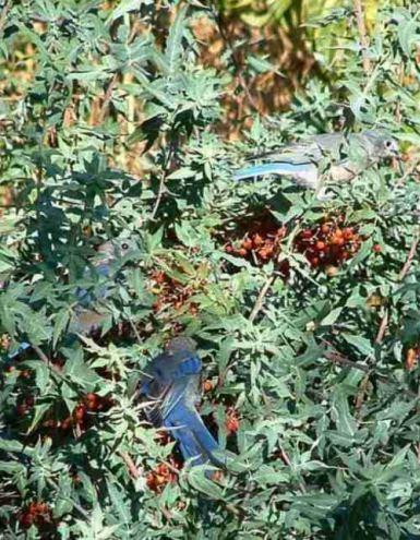  The Western Bluebird likes to eat Mahonia nevenii berries.
