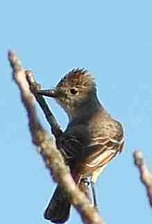The Ash-throated flycatcher checking out the photographer.