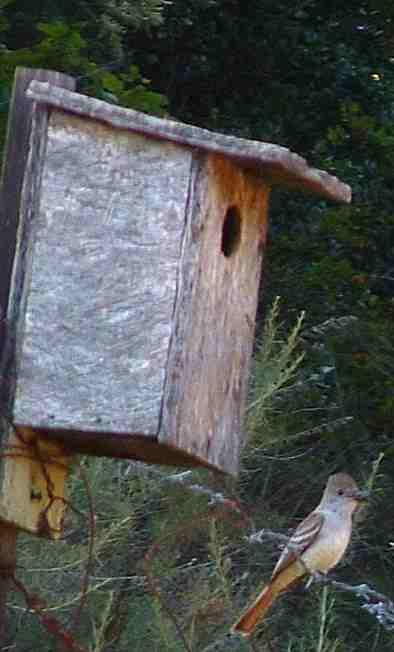an ash throated flycatcher perched near its nest box, an old blubird box