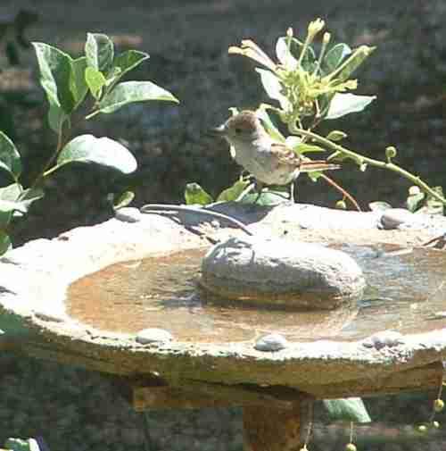 An Ash-throated flycatcher at the bird bath