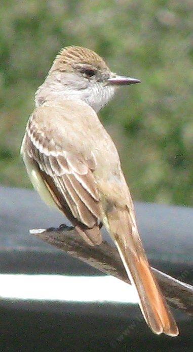 Picture of an Ash-throated flycatcher on greenhouse.