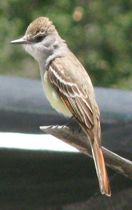 an ash-throated flycatcher perched for hawking