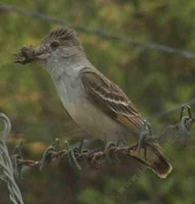 Ash-throated flycatcher, Myiarchus cinerascens