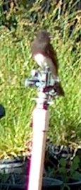Black_phoebe_flycatching