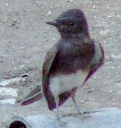Black phoebe perching on a broken pot