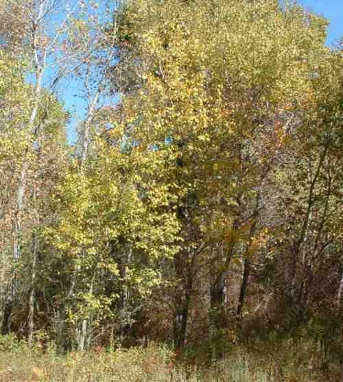 The Cassin's kingbird uses the riparian plant community.