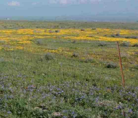 The Western Kingbird likes open grassland with fences or tall objects for perching.