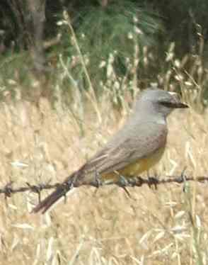 Western kingbird will not let us get within 100 feet of him