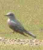 Western kingbird  will not let us get within 100 feet of him