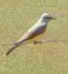 The western kingbird likes to perch on fences in fields.