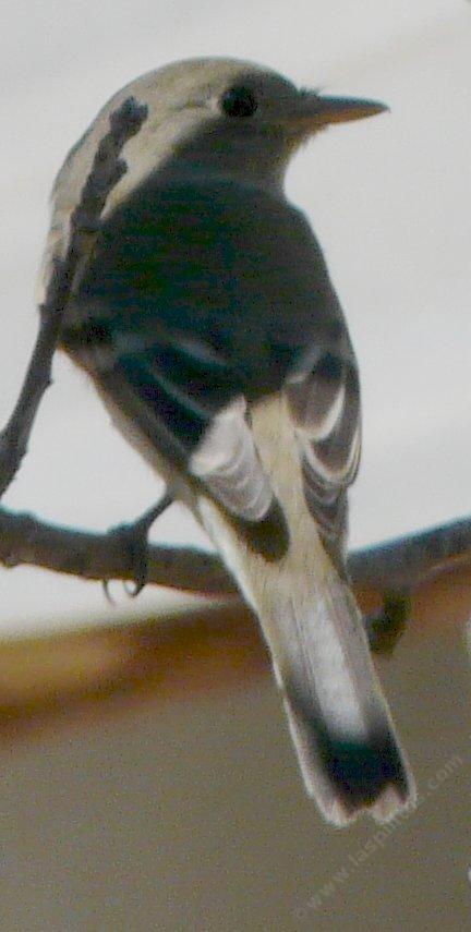 Most of the pictures of the Hammond's flycatcher are from the back, before he few away
