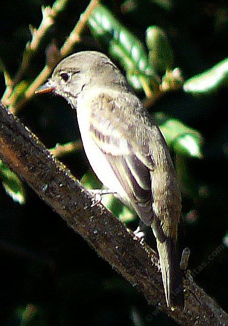Hammond's Flycatcher watching camera.
