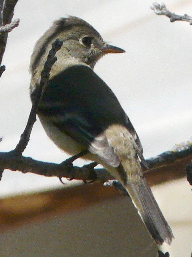 Hammond's Flycatcher showing his tuff and bristles around the nose
