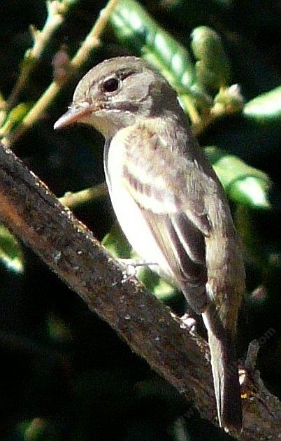 Hammond's Flycatcher watching camera