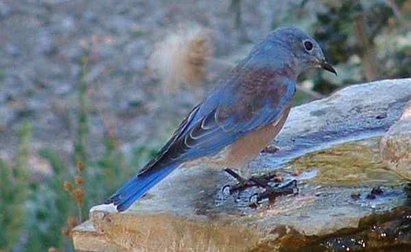 Western_blue_birds_at_the_bird_bath.jpg