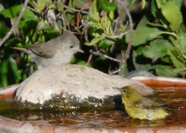 Two little birds sharing the bird bath. Huh, are you a cat?