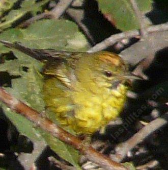 The Orange-crowned warbler Vermivora celata is a small bird.
