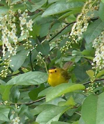 picture of a wilson's warbler looking for insects in a Prunus virginiana demissa tree.