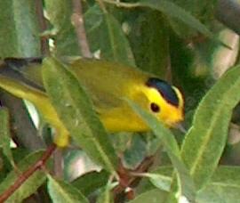 picture of a wilson's warbler in a willow tree
