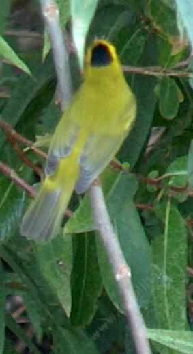picture of a wilson's warbler looking for insects  in a wilow tree