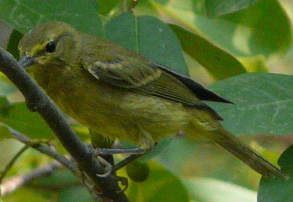 A young yellow warbler thinking about the birdbath.
