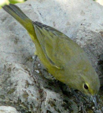 Yellow warbler at bird bath.