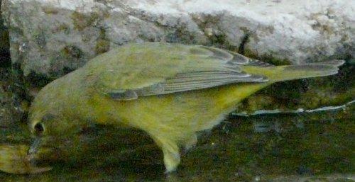 The yellow warbler in bird bath.