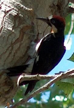 An Acorn Woodpecker looking for insects on a Cottonwood 