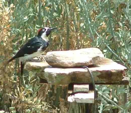 An Acorn woodpecker at the bird bath