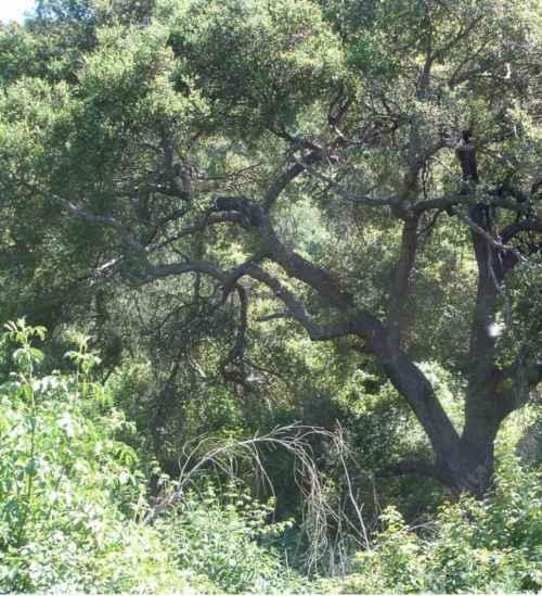 the acorn woodpecker depends on oaks for food as well as shelter