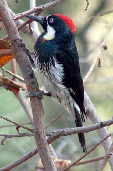 a funny faced Acorn woodpecker