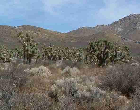 The Ladder-backed woodpecker can be found in the Joshua tree plant community