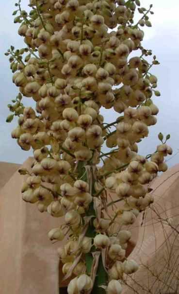 A Yucca flower.