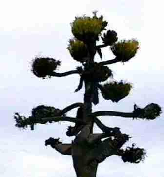 Picture of an Agave flower.