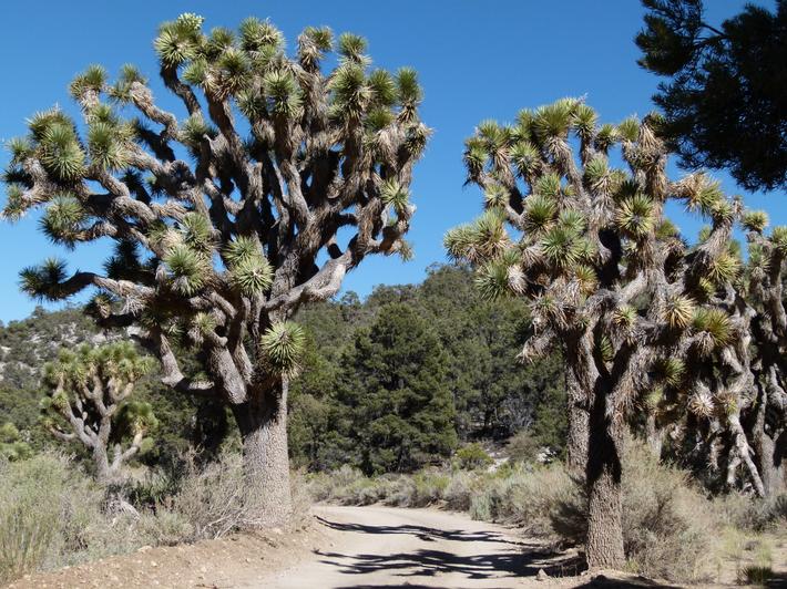 Picture of a Joshua tree.