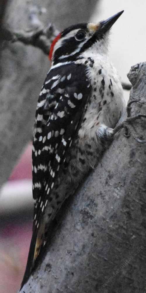 Nuttall's Woodpecker