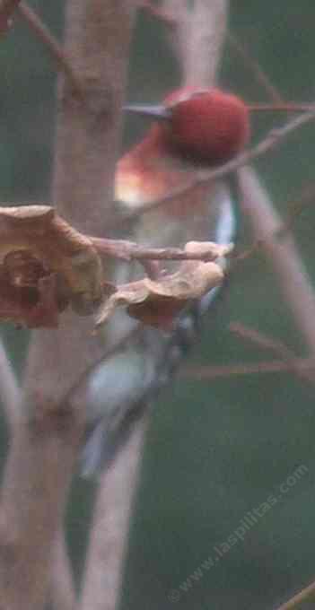 a red-breasted sapsucker pecking a fruit tree