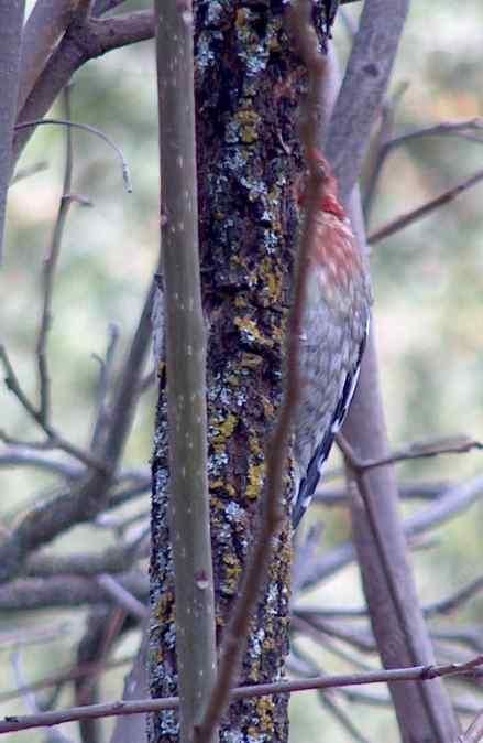  a young red-breasted sapsucker hides behind a young valley oak