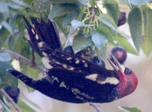 A female red breasted sap sucker enjoying the  Catalina cherries, Prunus lyonii.