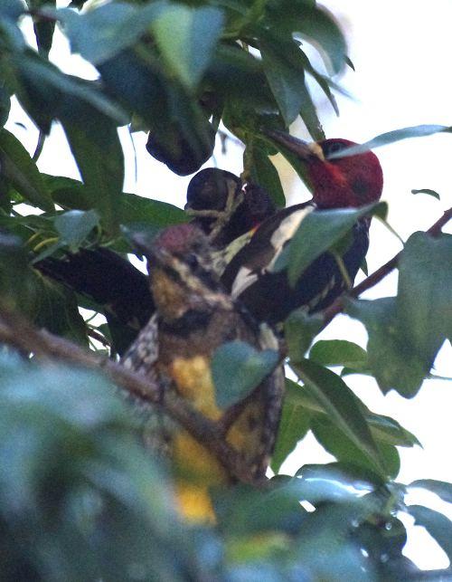 A female red Breasted Sapsucker trying to eat some Catalina cherry pulp while a male Red breast Sapsucker had other ideas. This was in early December.