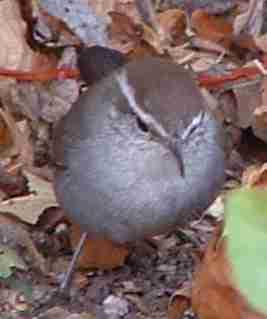 The diet of the Bewick's Wren consists mainly of insects and spiders.