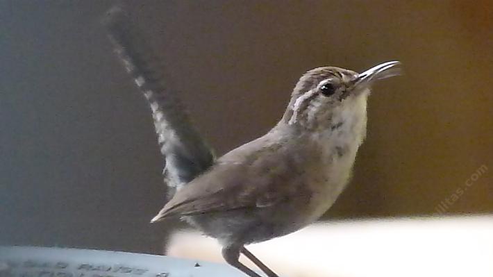 a bewick's wren in the wood pile