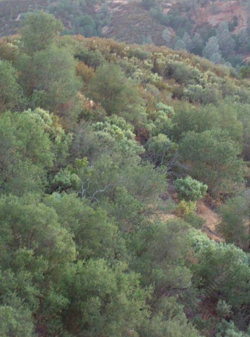 The Bewick's Wren likes North facing slopes of Chaparral